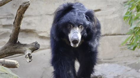 Sloth bears are noisy, busy animals. This Zoo Just Welcomed A Baby Sloth Bear - Simplemost