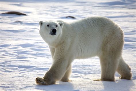 Why Are Polar Bears Endangered Challenges Polar Bears Face