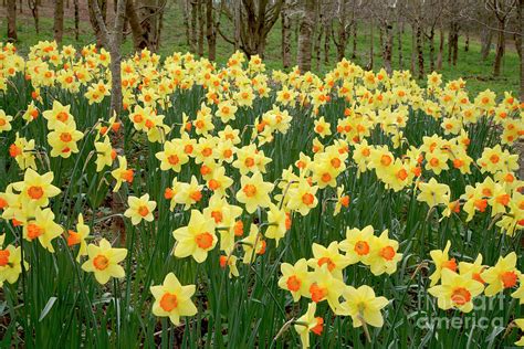 Daffodils Narcissus Red Devon Photograph By Dr Keith Wheeler