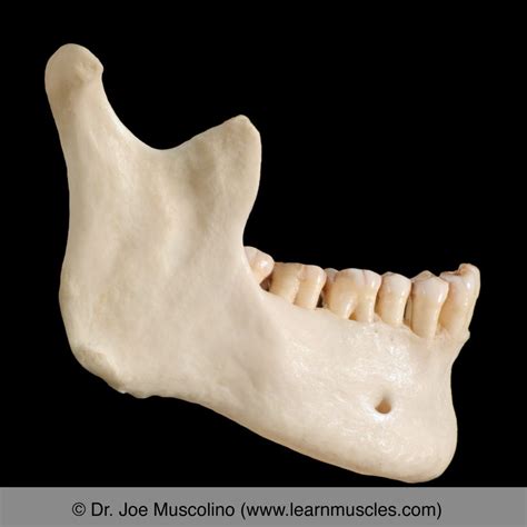 Mandible Learn Muscles