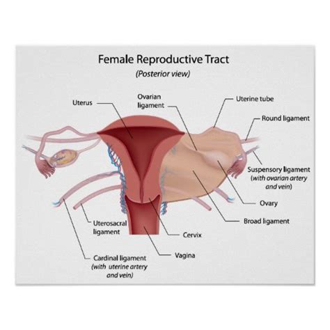 Label the dynamic programming tutorial by saad ahmed pdf diagram and write the function of each part below. Female reproductive system labeled diagram poster | Zazzle