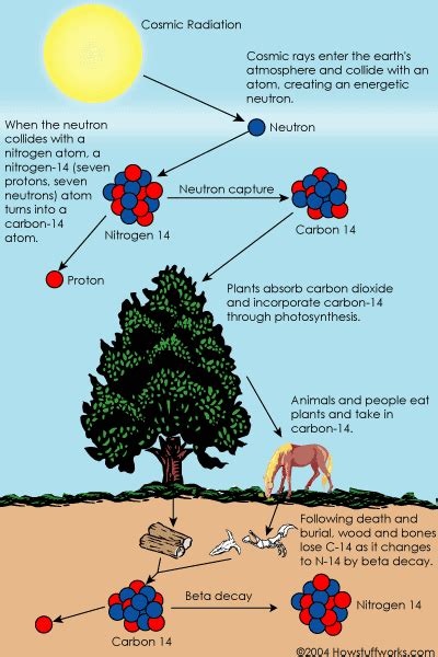 In the ion source, we heat up. How Carbon-14 Dating Works (With images) | Teaching ...