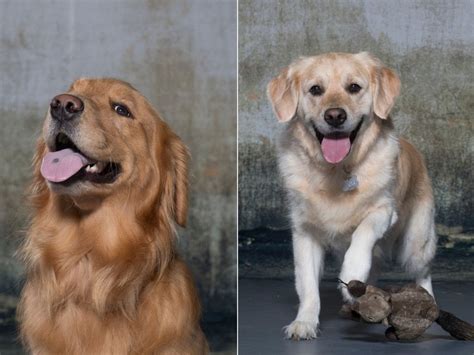 This Study On 3000 Very Good Golden Retrievers Could Help All Dogs