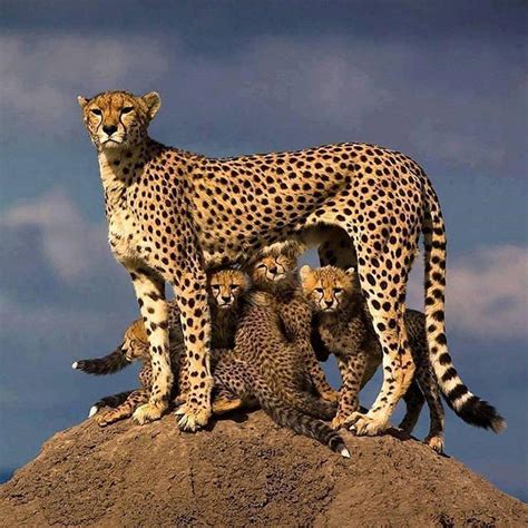 Cheetah Moms With Their Little Cheetos Cheetah Pictures Animals