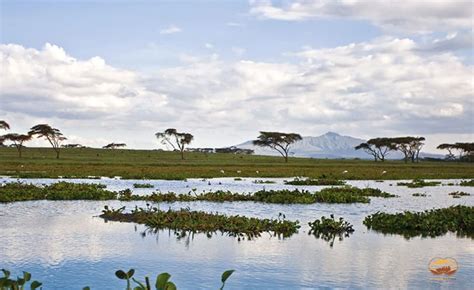 Travel guide resource for your visit to naivasha. 6 hoạt động thú vị tại hồ Naivasha, Kenya - Khám phá châu ...