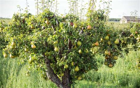 Everything You Need To Know About Growing Pear Tree From Seeds Slick