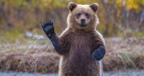 National Geographic 2014 Photos Waving Bear Funny Bears Brown Bear