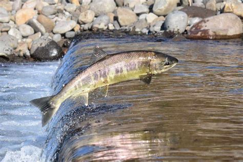 11 Characteristics Of Salmon Wildlife Informer