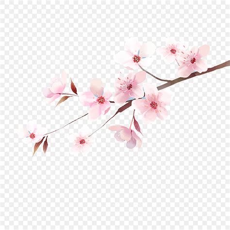 Japanese Cherry Blossom Png Transparent The Illustrations Of Japanese
