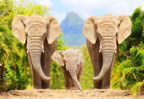¿cómo Se Reproducen Los Elefantes ¡descúbrelo