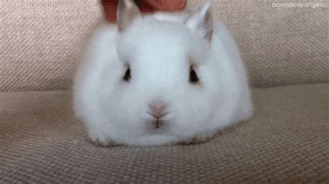 Couple Rabbit  Find And Share On Giphy