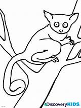 Coloring Kids Pages Dk Baby Colouring Bushbaby Clipart Busy Color Library Print sketch template