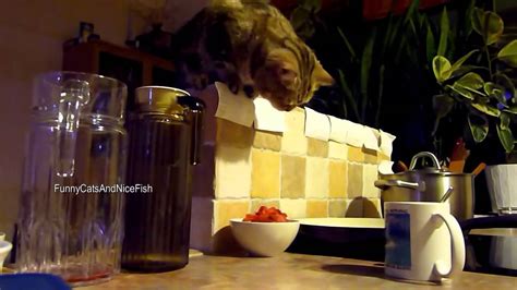 Funny Cat Steals Her Breakfast Part 1 Youtube
