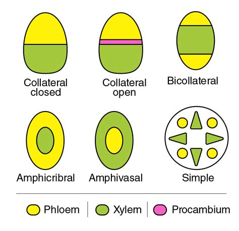 Describe The Different Types Of Vascular Bundles Found In
