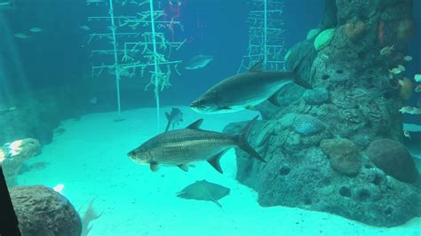 7 Seas Aquarium Temple Opening Postponed