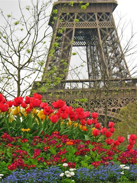 Flowers In Paris Stock Image Image Of Paris Eiffel 13079191