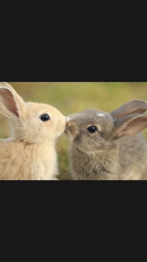 Adorable Animal Couples 💓 Part 3 Cute Animals Animals Cute Pictures
