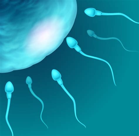 Ilustración de los espermatozoides que van al óvulo Vector Premium