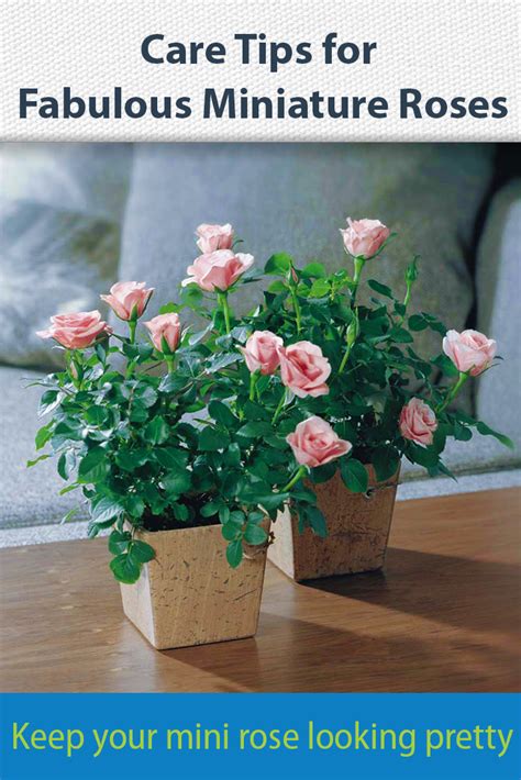 Got A Potted Miniature Rose These Care Tips Will Keep It Flowering