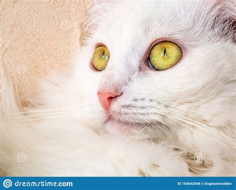 White Cat Face Stock Photo Image Of Expression Feline 193642696