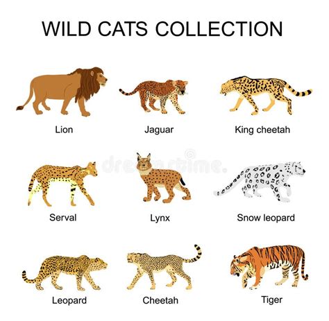 Wild Cats Collection Vector Illustration Isolated On White Background