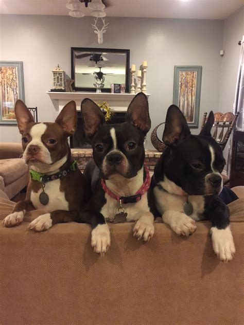 You Cant Have Just One Boston Terrier Dog Boston Terrier Love