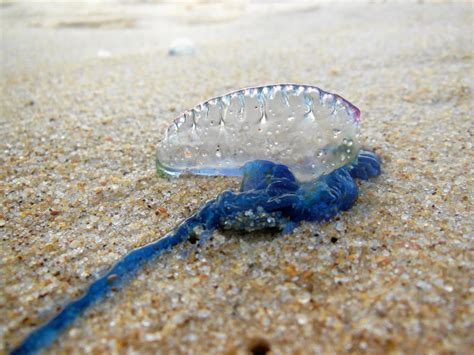 How To Tell If That Jellyfish Is Deadly Or Not Mackay Daily Mercury