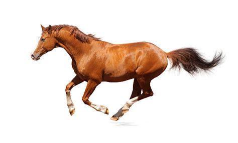 2600 Horse Running Side View Stock Photos Pictures And Royalty Free