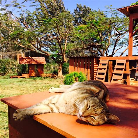 The Lanai Cat Sanctuary A Small Island Belonging To Hawaii Image Abyss