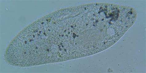 Paramecium Everything You Need To Know Microscope Clarity