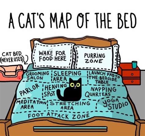 The Reason Were Getting A King Bed Crazy Cats Cat Memes Funny Cat