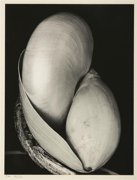 Edward Weston 1886 1958 Shells Mounted To Buff Colored Card Signed