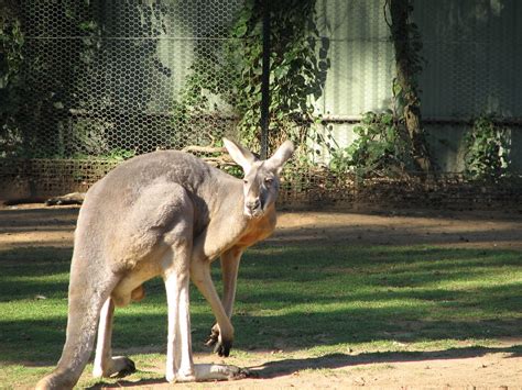 Giant Red Kangaroo Andy Flickr
