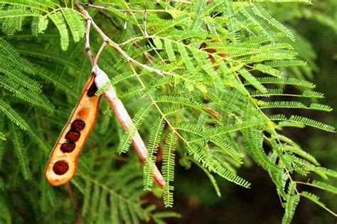 Vachellia nilotica (commonly known as gum arabic tree, babul, thorn mimosa, egyptian acacia or thorny acacia) polygons (total number of 3 trees): BEAUTY SCIENCE: Acacia Gum | Acacia gum, Beauty science, Gum