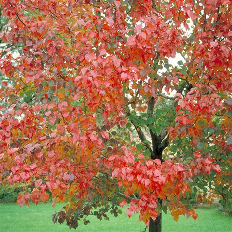 Buy Affordable Autumn Blaze Maple Trees At Our Online Nursery Arbor