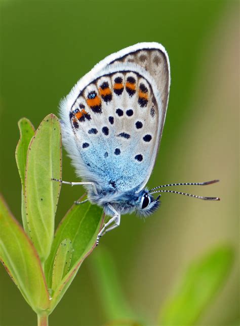 Silver Studded Blue Plebeius Argus Prees Heath Salop Flickr