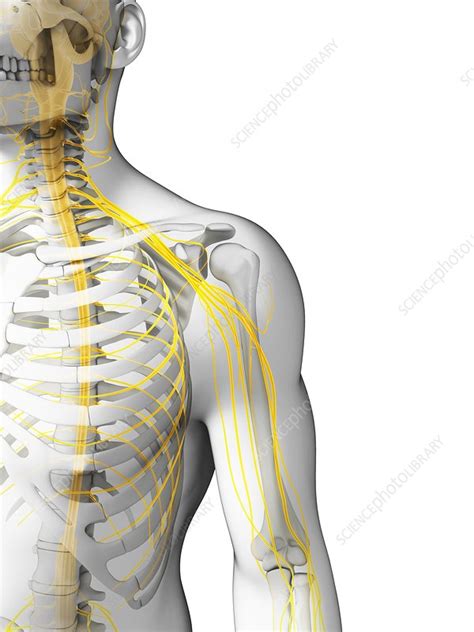 Human Shoulder Nerves Artwork Stock Image F0105659 Science