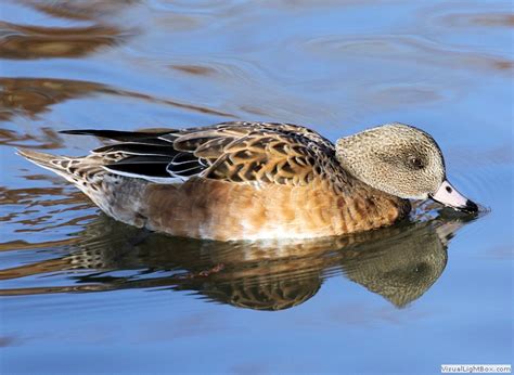 Identify American Wigeon Duck Wildfowl Photography