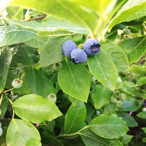 some blue berries are growing on the green leaves