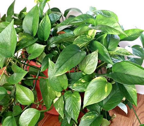 As noted above, there were 40 ha. Common House Plants - Modern House