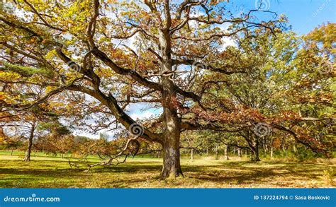 Old Oak Tree On A Beautiful Day In Autumn Stock Photo Image Of Huge