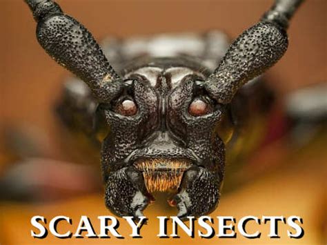 Scary Insects Scary For Kids