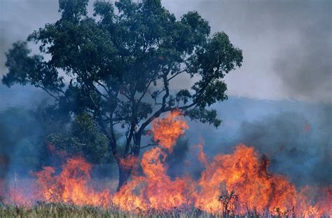 Australia Bush Fires Set To Continue Travel Begins At 40