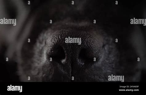Black Dog Nose Stock Videos And Footage Hd And 4k Video Clips Alamy