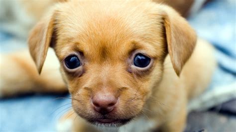 Dog Puppy Photo Download Hd Wallpapers