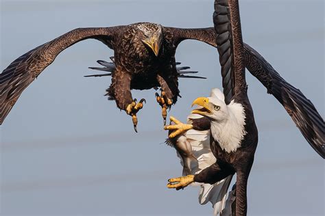 The Conowingo Dam Is One Of The Best Spots In The U S For Seeing Bald Eagles