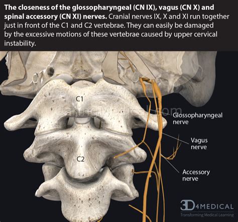 Cervical Vertigo And Cervicogenic Dizziness Neck Pain And Dizziness