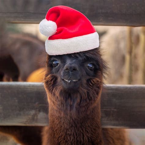 Funny Alpaca Pipedream Christmas Cards