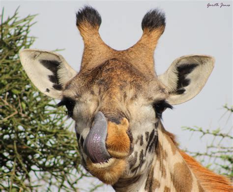 A Giraffe Laugh