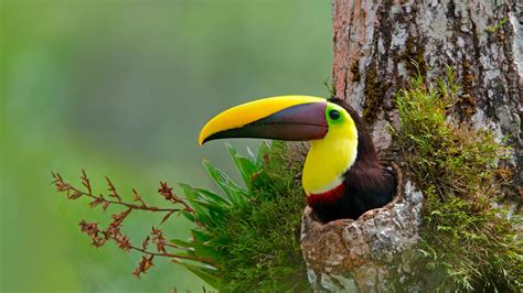 Chestnut Mandibled Toucan Nesting In The Cavity Of A Tree Costa Rica